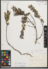 Foto von Salix myrtilloides L. x Salix repens L.